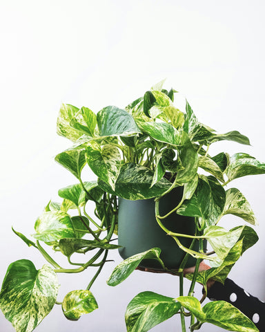 Epipremnum aureum 'Marble Queen' | Pothos 'Marble Queen'
