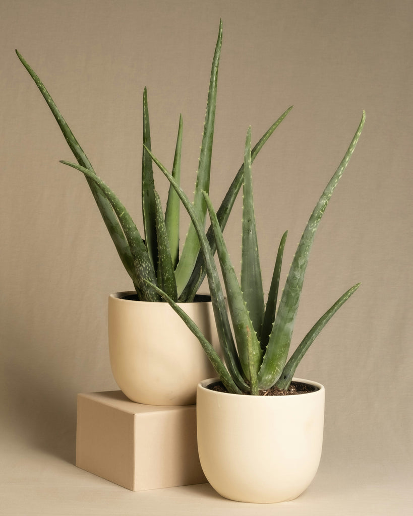 aloe vera plant london Aloe Vera 'Barbadensis'