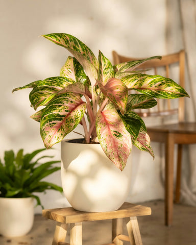 Aglaonema 'Sparkling Sarah'