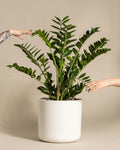 Zamioculcas zamiifolia | ZZ Plant