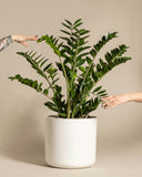 Zamioculcas zamiifolia | ZZ Plant