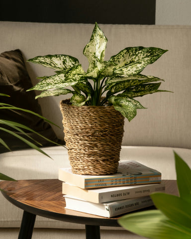 aglaonema dalmatian white Aglaonema 'White Dalmatian' – Végétal Design Qc