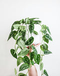 Scindapsus Pictus 'Argyraeus'