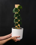 Monstera Dubia on wood