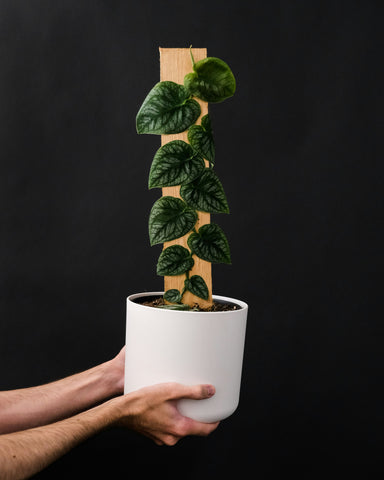 Monstera Dubia on wood