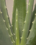 Aloe Vera 'Barbadensis' | Aloes