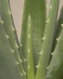 Aloe Vera 'Barbadensis' | Aloe