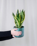 Sansevieria Trifasciata 'Laurentii' | Snake Plant