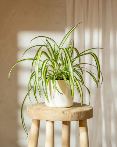 Chlorophytum Comosum 'Variegata' | spider plant