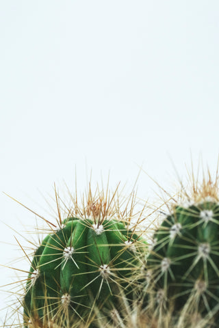 Mini Cactus Surprises
