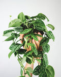 Scindapsus Pictus 'Argyraeus'