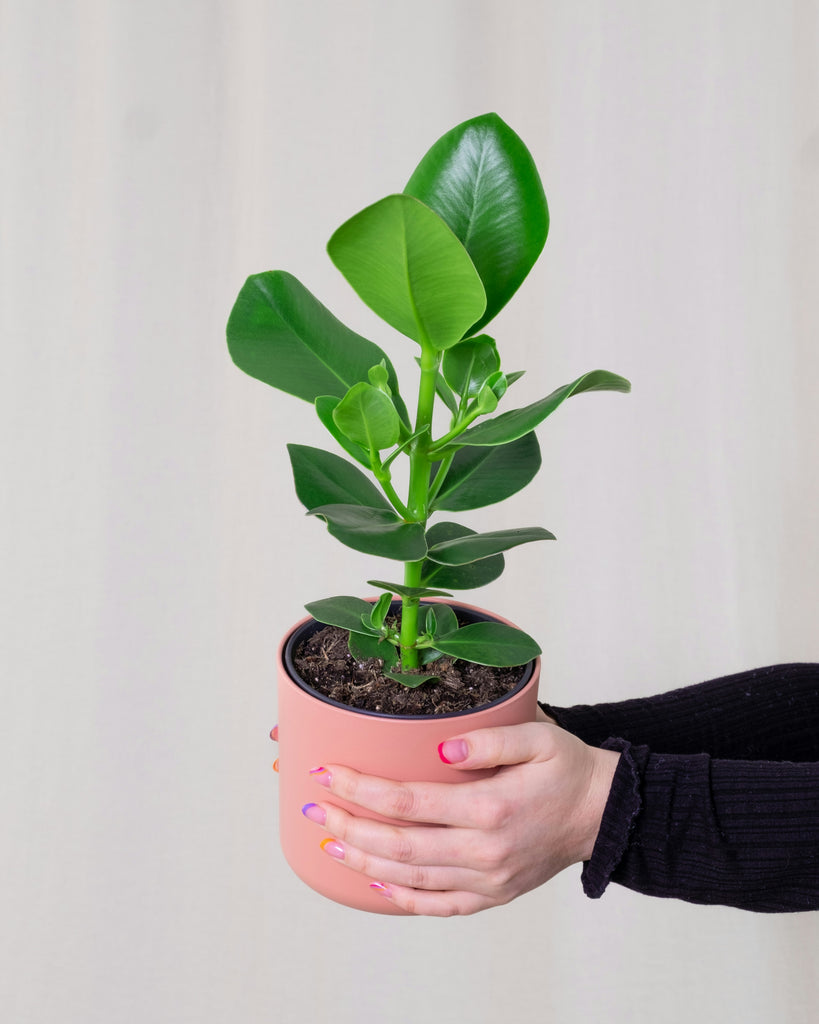 clusia indoor plant Clusia Rosea