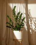 Zamioculcas zamiifolia | ZZ Plant