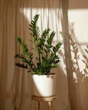 Zamioculcas zamiifolia | ZZ Plant