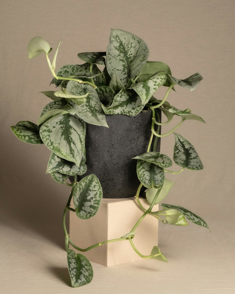 hanging silver pothos Scindapsus Pictus 'Exotica'
