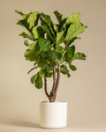 Ficus Lyrata