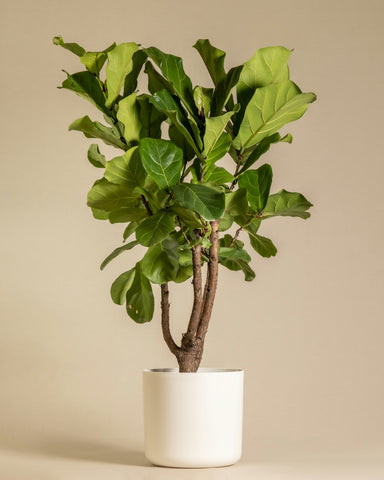 Ficus Lyrata