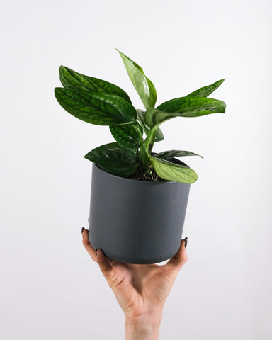 Monstera Karstenianum 'Peru'