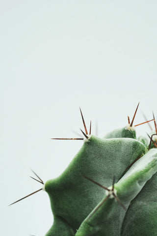 Cactus Surprises