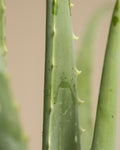 Aloe Vera 'Barbadensis' | Aloes