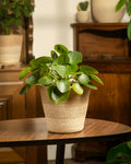 Pilea Peperomioides | lucky plant