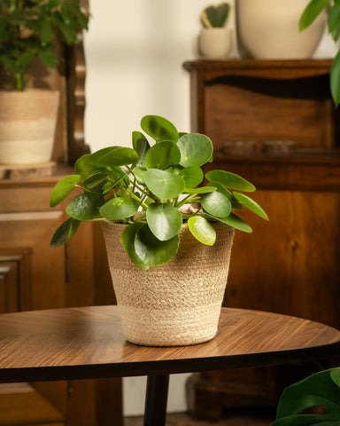 Pilea Peperomioides | Plante porte-bonheur