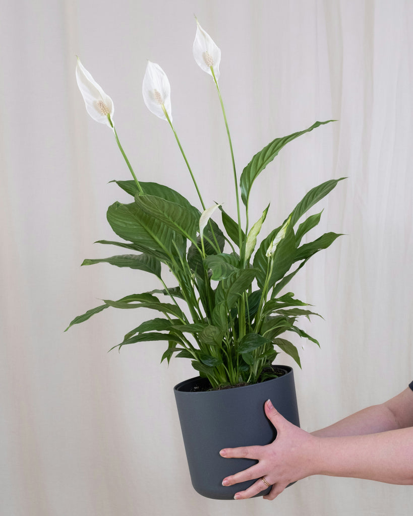 wallisii peace lily Spathiphyllum wallisii | Peace Lily