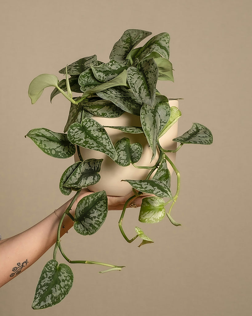 pothos exotica scindapsus pictus Scindapsus Pictus 'Exotica'