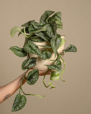 scindapsus excotice pothos Scindapsus Pictus 'Exotica'
