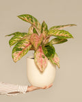 Aglaonema 'Sparkling Sarah'