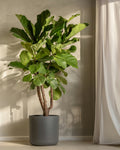 Ficus Lyrata