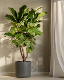 Ficus Lyrata