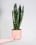 Sansevieria Trifasciata 'Zeylanica' | Snake Plant