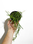 Hoya Linearis