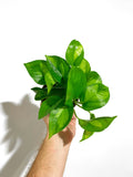 Epipremnum aureum 'Global Green' | Pothos 'Global Green'