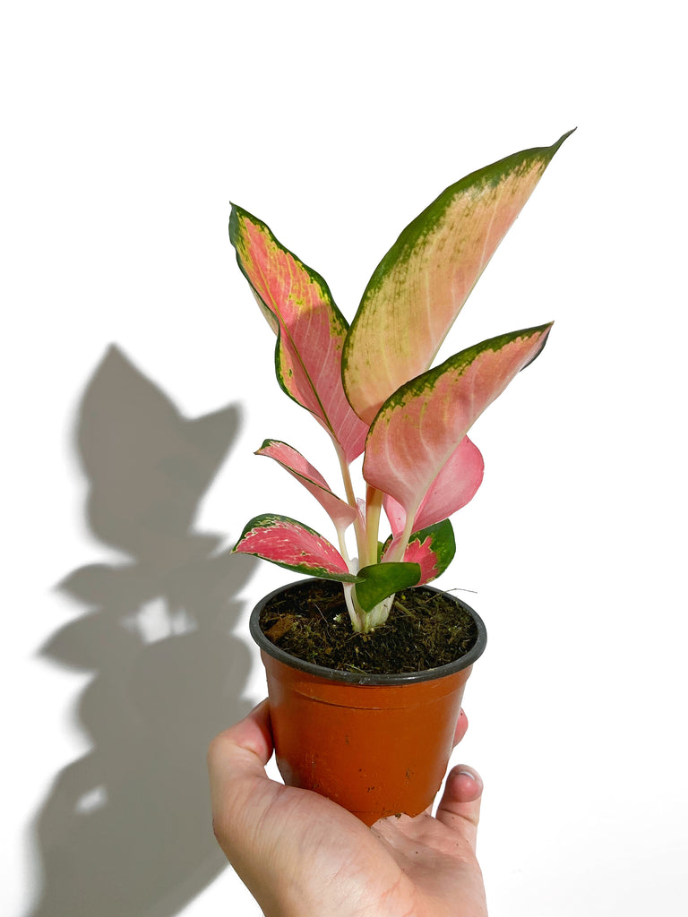 aglaonema pearl Aglaonema 'Pink Pearl'