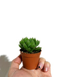 Haworthia 'Cymbiformis'