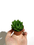 Haworthia 'Cymbiformis'
