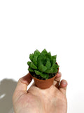 Haworthia 'Cymbiformis'