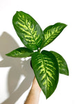 Dieffenbachia 'Seguine'