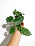 Scindapsus Pictus 'Silvery Ann'