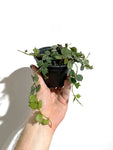 Hoya Curtisii | Plante de Cire | Fleur de Porcelaine