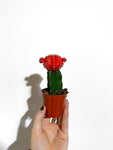 Color Grafted Cactus