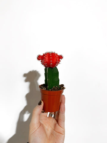 Color Grafted Cactus