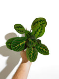 Maranta leuconeura 'Red' | Arrowroot | Prayer Plant