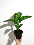 Dieffenbachia 'Seguine'