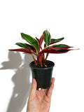 Stromanthe Sanguinae ‘Triostar’ | Calathea