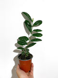 Camellia Sinensis | Tea plant | tea tree