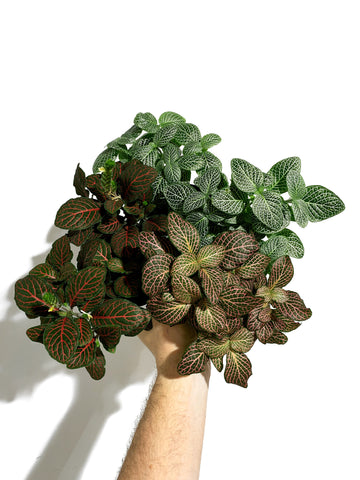 Fittonia Verschaffeltii | Mosaic Plant