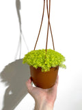 Sedum Japonicum 'Tokyo Sun'